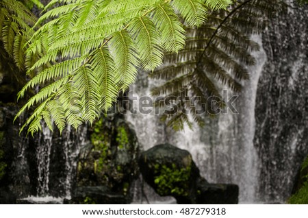 Green leaf of plant with fern in front of waterfall. Toned image. Selective focus.