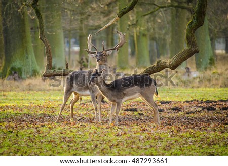 Deer in the summer forest