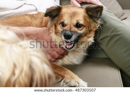Dog growls at another dog Royalty-Free Stock Photo #487303507