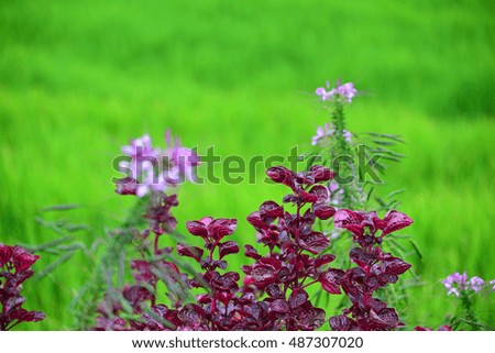 Colorful flowers and plant. (Nature Background with copy space)