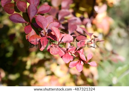 Barberry branch with red foliage in the fall. Vegetable background horizontally.  Berberis. Berberidaceae Family. 