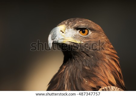 nice portrait golden eagle Royalty-Free Stock Photo #487347757