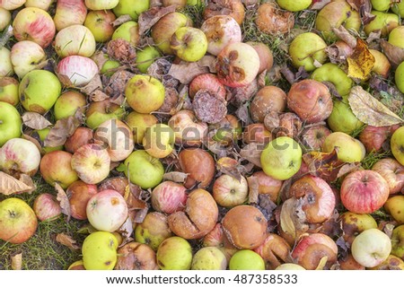 Picture of rotten apples in a garden.
