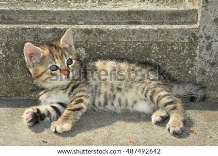 small striped cat sitting relaxed