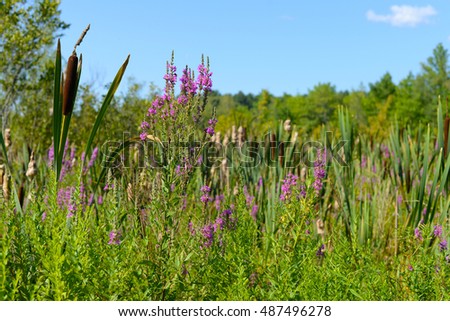 Purple Loosestrife and cattails
