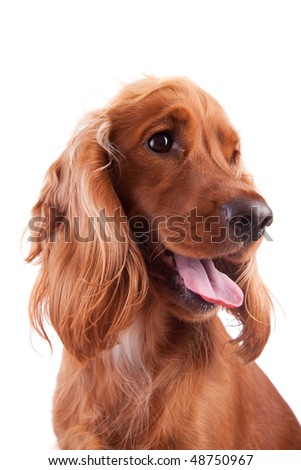 Baby Cocker Spaniel isolated over white background Royalty-Free Stock Photo #48750967