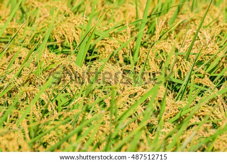 Fall harvest.Golden paddy field with ripe ears of rice is waiting to be reaped.