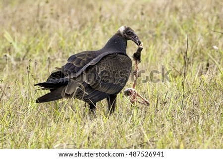 Turkey Vulture with thumb of possom