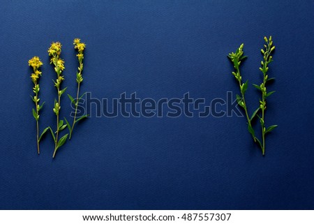 Composition with yellow flowers. blue background. flat lay