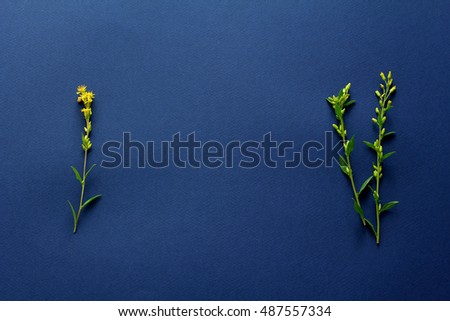 flowers on a dark blue background. flat lay, top view