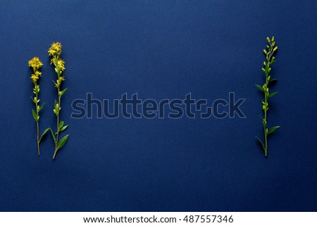 Composition with yellow flowers. blue background. flat lay.  top view