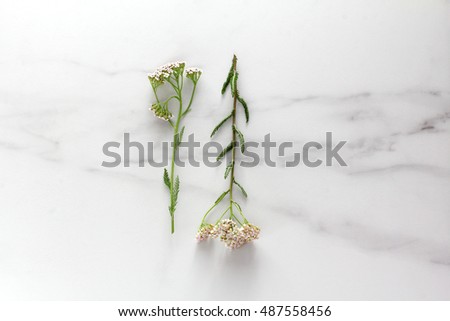 wild flowers on marble.flat lay