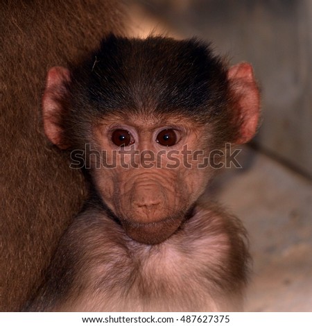 Thinking little monkey