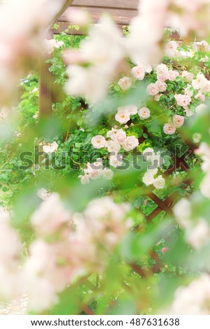 Flower background with garden of beautiful roses on a wood arch/ toned picture