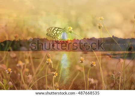 Silhouette of butterfly flying outdoor and the sunset