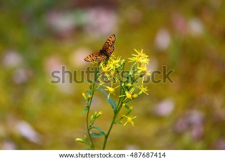 butterfly sitting on a yellow flower. Natural background For your design. Poster