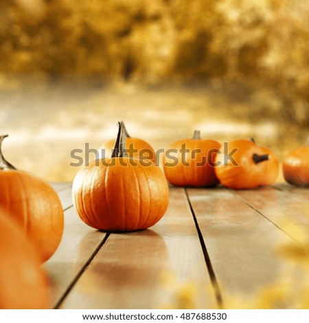 orange color of fresh pumpkin and golden leaves of forest 