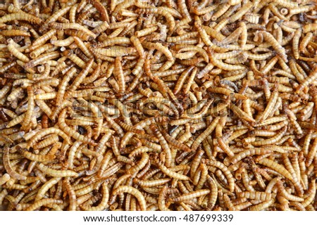 close up of dried worm for feeding rodent and bird with lizard Royalty-Free Stock Photo #487699339