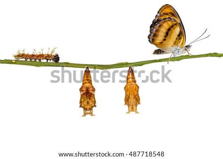 Isolated life cycle of colour segeant butterfly ( Athyma nefte ) from caterpillar and pupa hanging on twig with clipping path Royalty-Free Stock Photo #487718548
