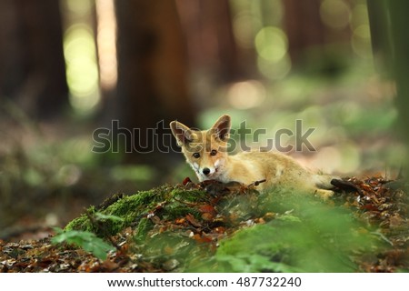 The red fox is the most widespread wild beasts representative.