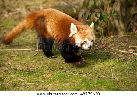 Red Panda with right Paw in the air walking to the right.