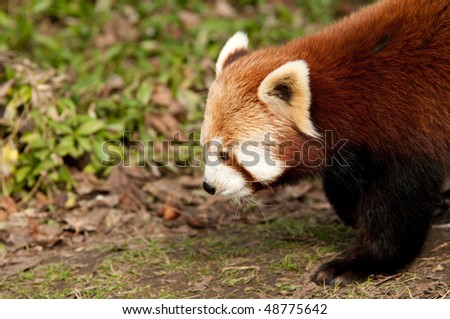 Red Panda close up with copy space.