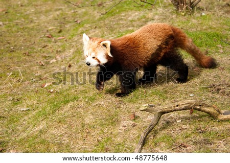Red panda pointing with copy space.