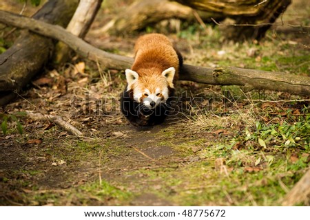 Red Panda coming out of a Wood with copy space