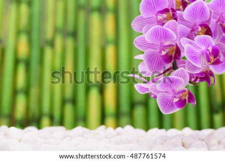 Japanese zen garden with orchid flower and bamboo as background