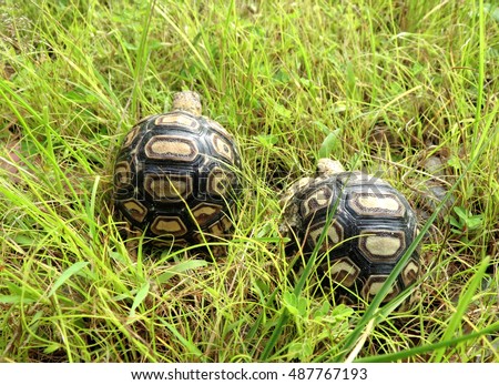 Leopard tortoise walking slowly and sunbathe on ground with his protective shell ,cute animal pictures make you smile ,slow but sure wins the race ,keep calm and carry on                            