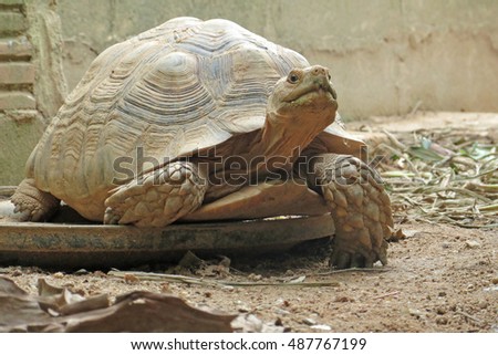  Africa spurred tortoise sunbathe on ground with his protective shell ,cute animal pictures make you smile ,slow but sure wins the race ,keep calm and carry on                                     
