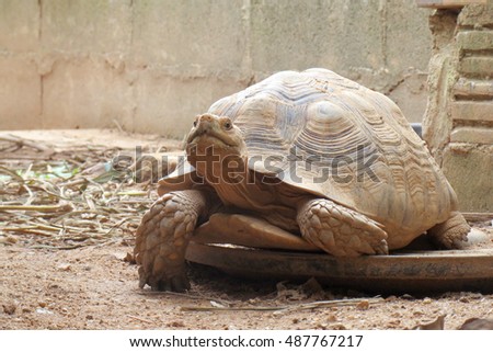  Africa spurred tortoise sunbathe on ground with his protective shell ,cute animal pictures make you smile ,slow but sure wins the race ,keep calm and carry on                                     