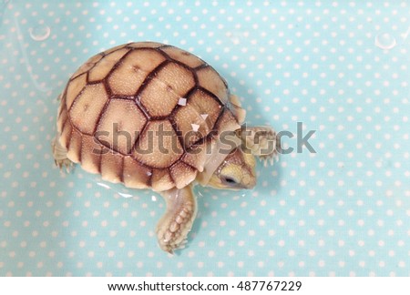 baby tortoise hatching (Africa spurred tortoise), Baby tortoise first drinking in a paddle after hatching from egg ,cute animal pictures make you smile
