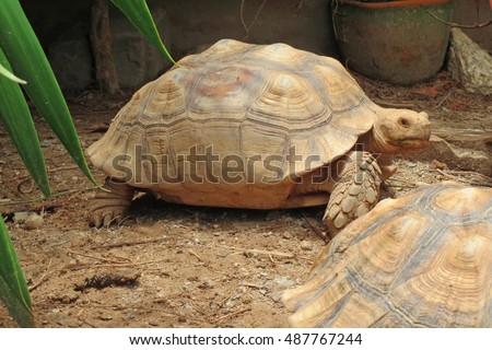  Africa spurred tortoise sunbathe on ground with his protective shell ,cute animal pictures make you smile ,slow but sure wins the race ,keep calm and carry on                                      