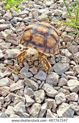 Baby Africa spurred tortoise walking slowly and sunbathe on ground with his protective shell ,cute animal pictures make you smile ,slow but sure wins the race                                       