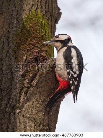 Woodpecker sitting on the tree. Great Spotted Woodpecker (Dendrocopos major).
