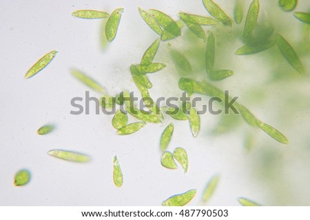 Euglena is a genus of single-celled flagellate Eukaryotes. Royalty-Free Stock Photo #487790503