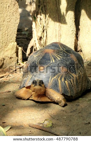 Portrait of radiated tortoise,The radiated tortoise ,Slow life ,Cute animal pictures make you smile ,Radiated tortoise sunbathe on ground with his protective shell                     