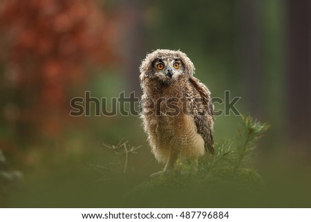 Owl is spread almost throughout Europe.