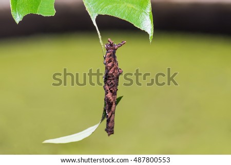 Close up of Blue Begum (Prothoe franck) caterpillar on its host plant leaf