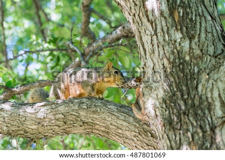 Grey squirrel playing on a tree