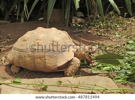 Africa spurred tortoise eating the vegetable and sunbathe on ground with his protective shell ,cute animal pictures make you smile                               