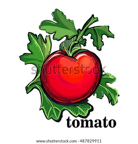 Hand-drawn watercolor illustration of the red tomato. Drawing isolated on the white background