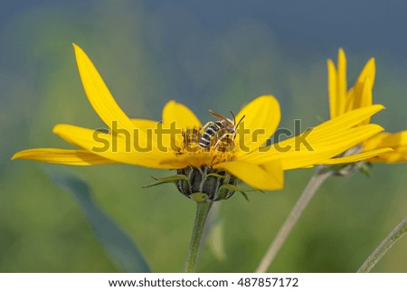 insect on a flower