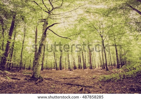 Vintage photo of summer or autumnal forest. Beautiful wild european forest