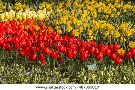 Spring flowers in the Keukenhof garden, Netherlands