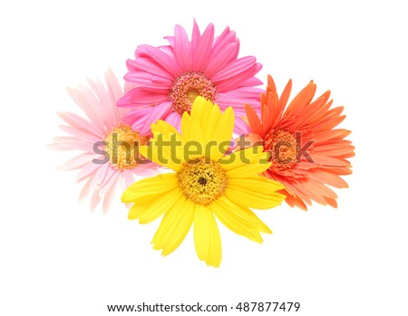 Bouquet of Transvaal daisy/Pictured  bouquet of transvaal daisy in a white background.
