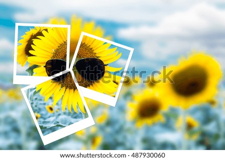 Photo montage of beautiful sunflower  with sunglasses in garden.
