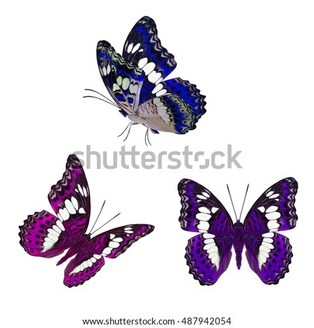 Set of beautiful flying blue pink and purple butterfly, Common Commander (moduza procris) with stretched wings in variousl colors isolated on white background, fascinated nature