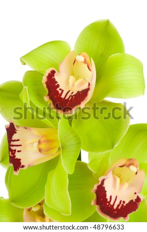 Beautiful Orchid isolated on white background